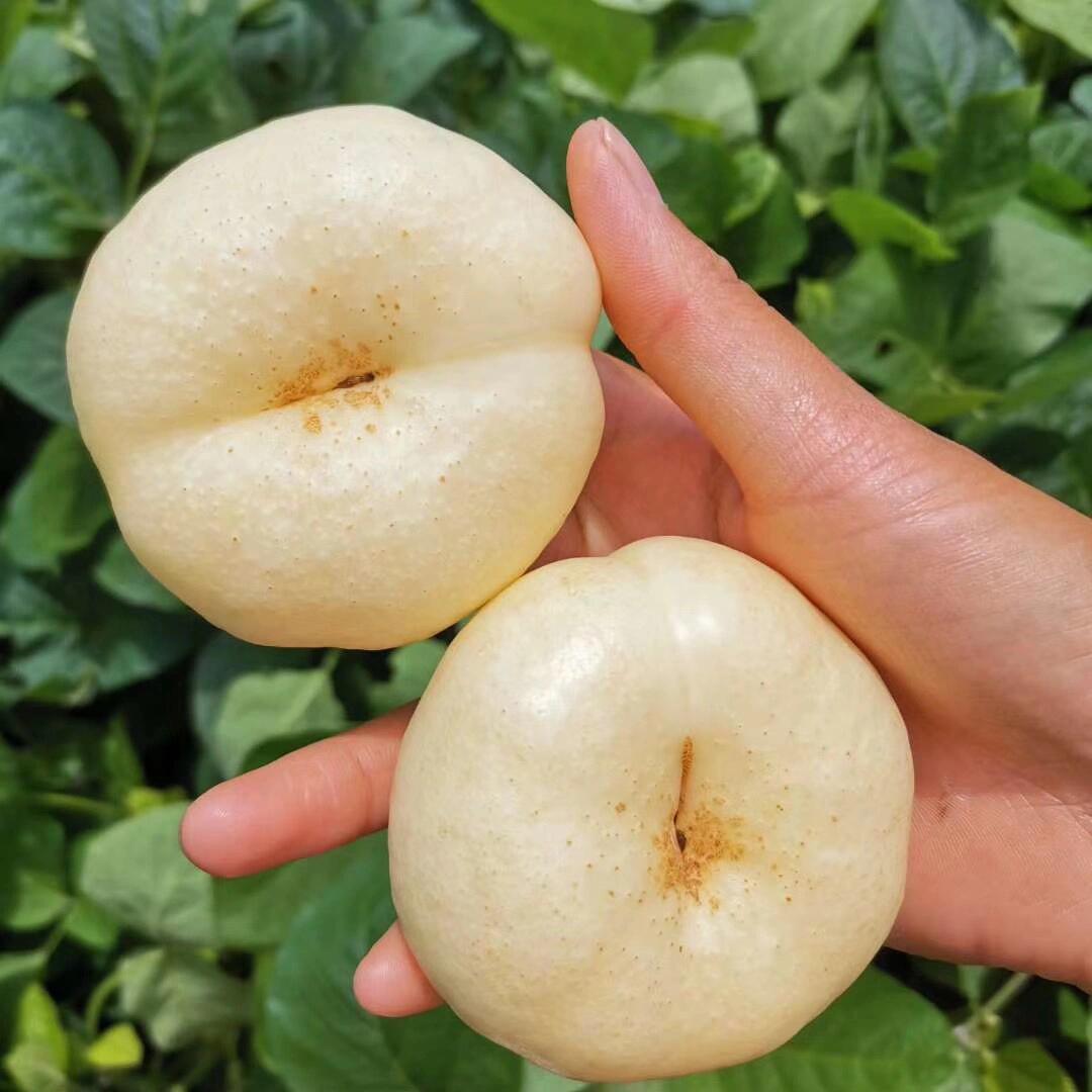 奶油蟠桃,又称白玉油潘,桃中贵族.蜜糖炸弹