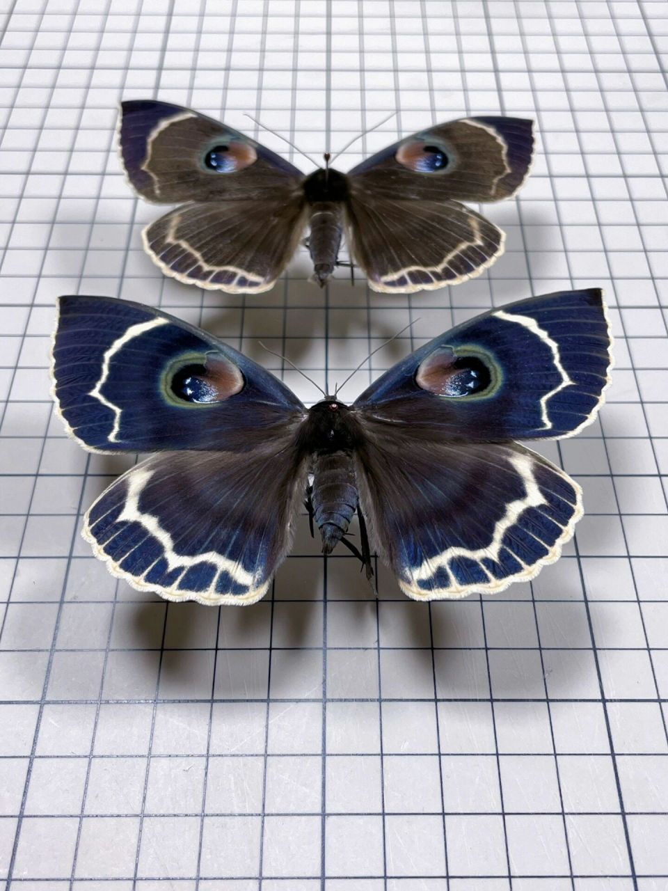 玉边魔目夜蛾,上一批羽化的只剩这最后一对 最近又养了一批,也是今年