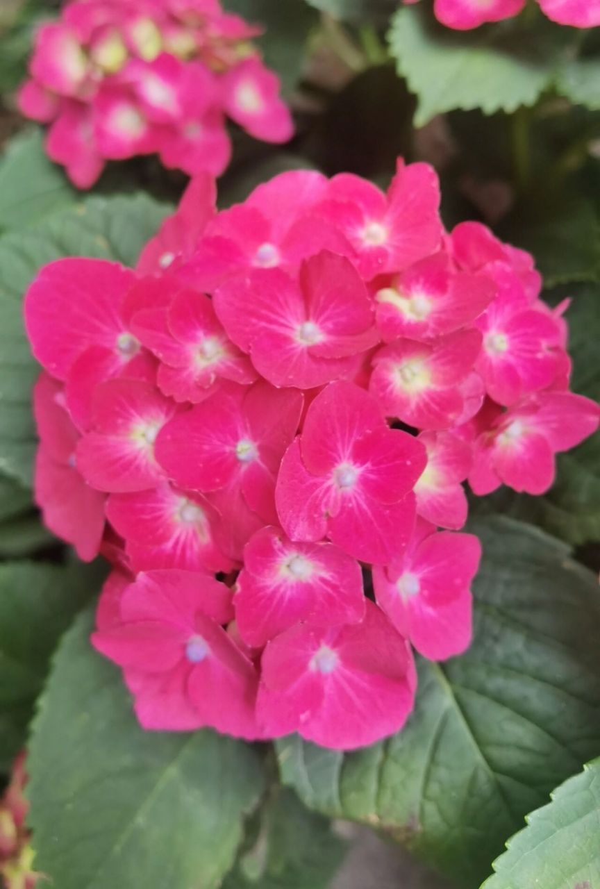 绣球 魔幻红宝石 魔幻红宝石应该是魔幻系列最普及的品种了,好买又