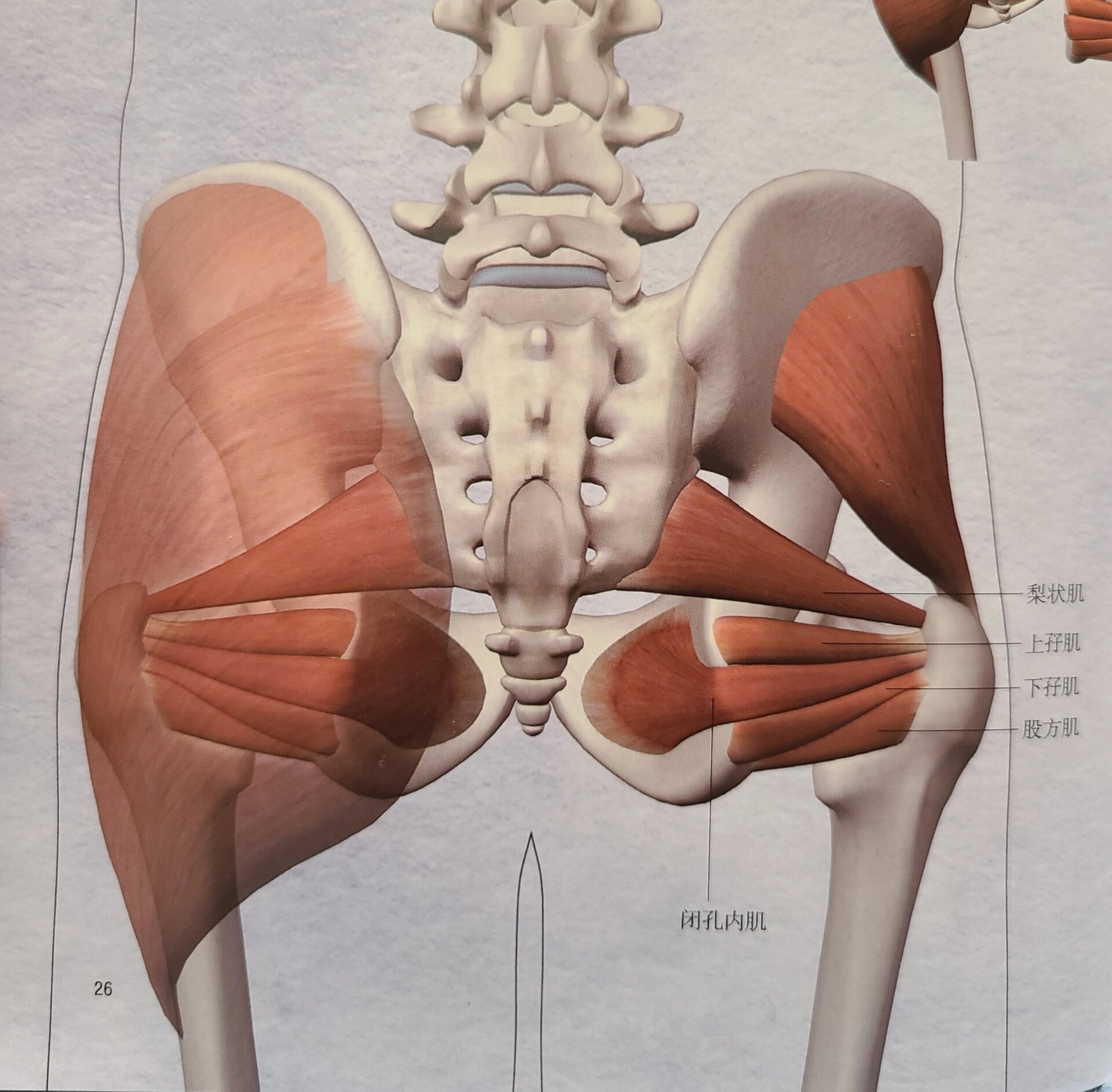 髋关节前屈的肌肉图片