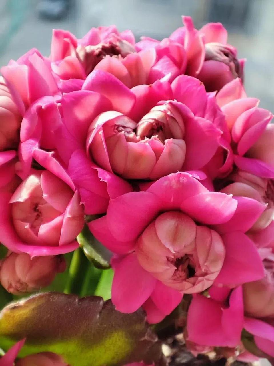 不知诸位是否曾栽培过"惊艳"这一品种的长寿花,近年来我培育了不少,也