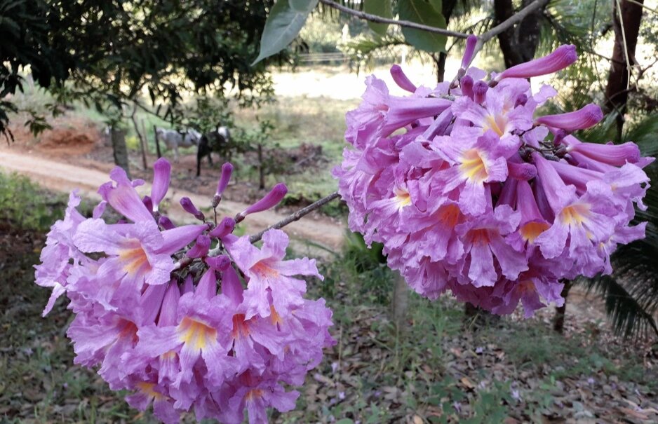 紫花风铃木