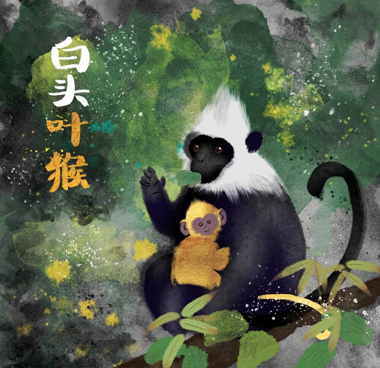 可可爱爱的白头叶猴 这是一种会变身的猴子哦,可以从金宝宝变身成