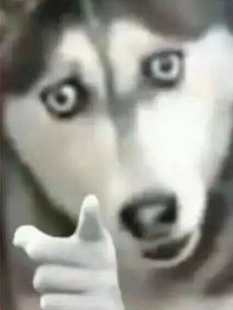 警告72表情包 狗狗猫猫头就是最吊的