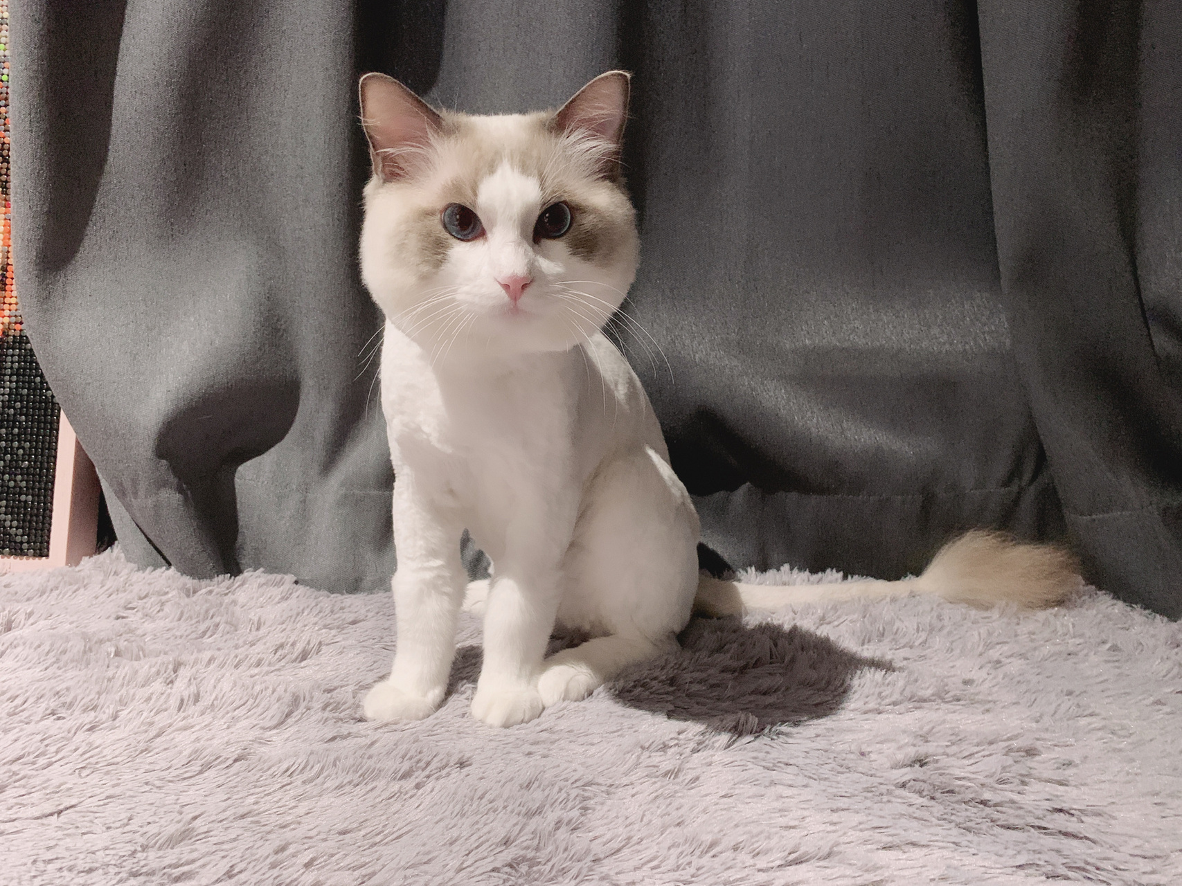 布偶猫剃毛 天热了家里24小时开空调实在开不起,只能把逆子的毛剃了一