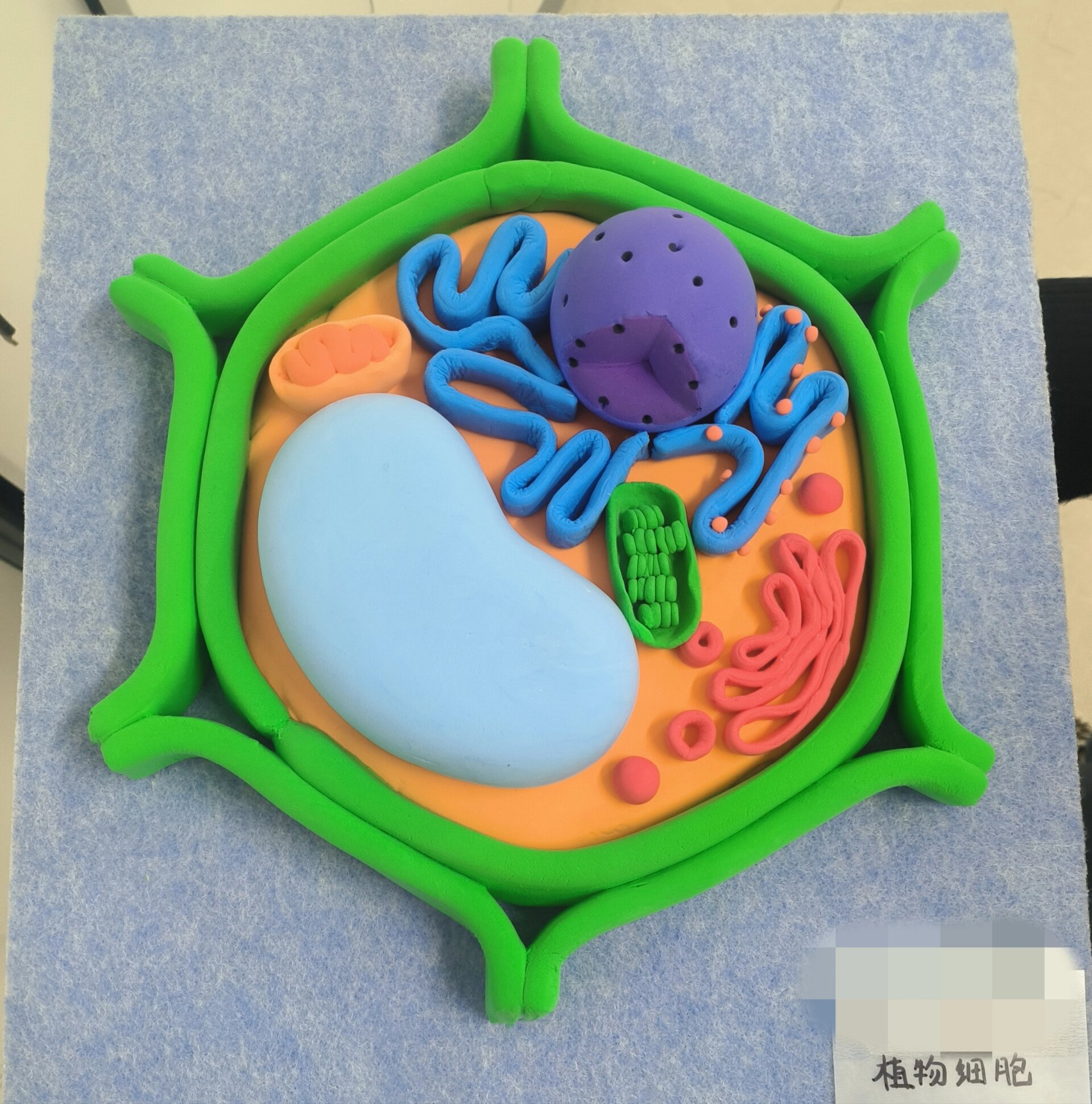 生物模型 植物细胞