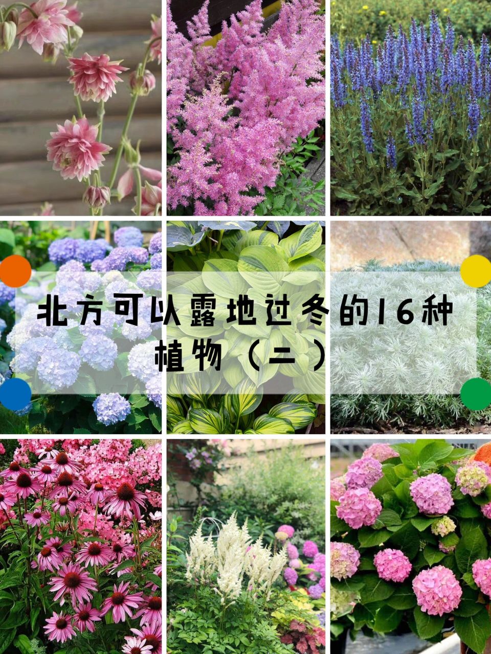 北方花园可以露地过冬的16种植物(北京) 1️⃣重瓣耧斗菜:毛茛科