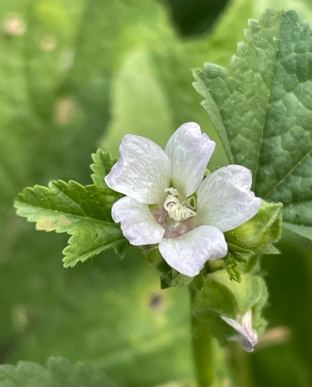 开花的冬葵 又名野葵,种植的农作物,今天拍摄