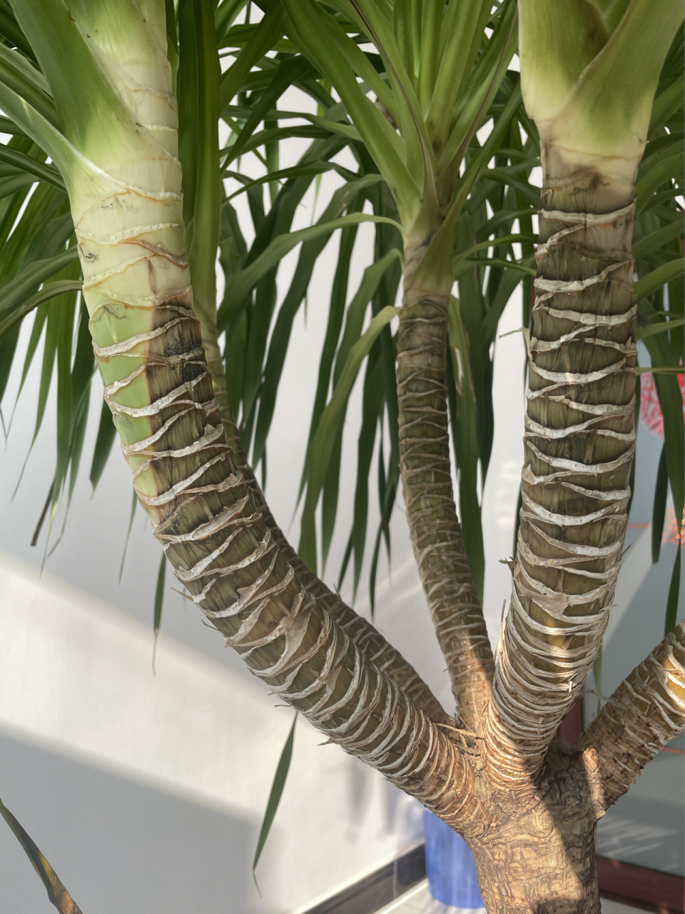 龙血树腐烂怎么办? 在线求助,根系腐烂怎么办,水浇多了,还能救回来吗?