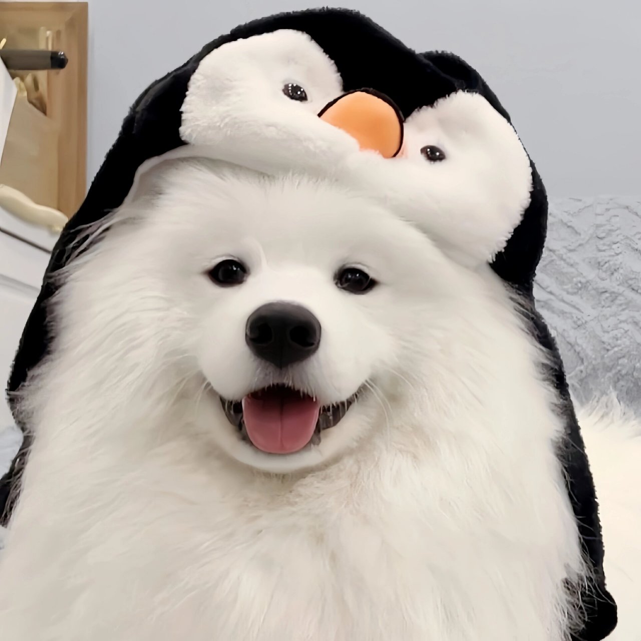 可爱狗头预警7515是谁还没有用上耶耶头像