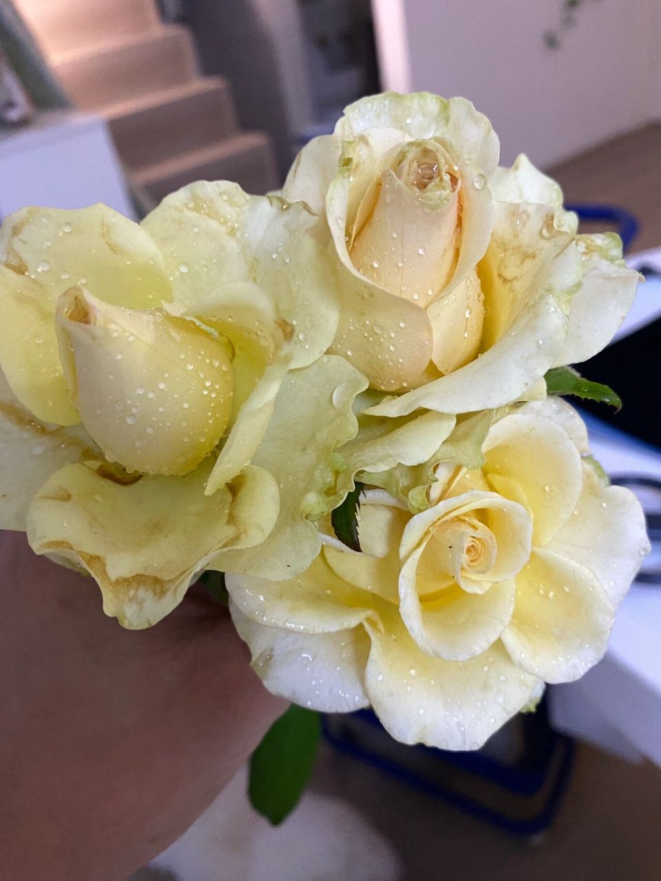 为什么全网没有人推"尼古拉"月季 当初在买的时候也没在搜到花样,盲买