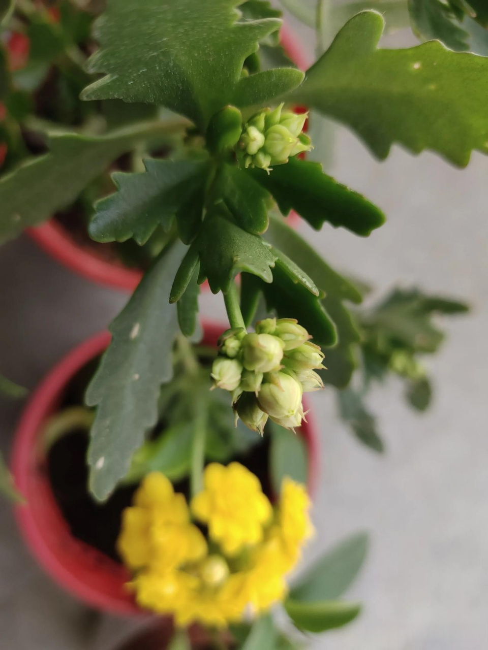 黄色长寿花,一种优雅而坚韧的植物,以其明亮的色彩和独特的形态吸引着