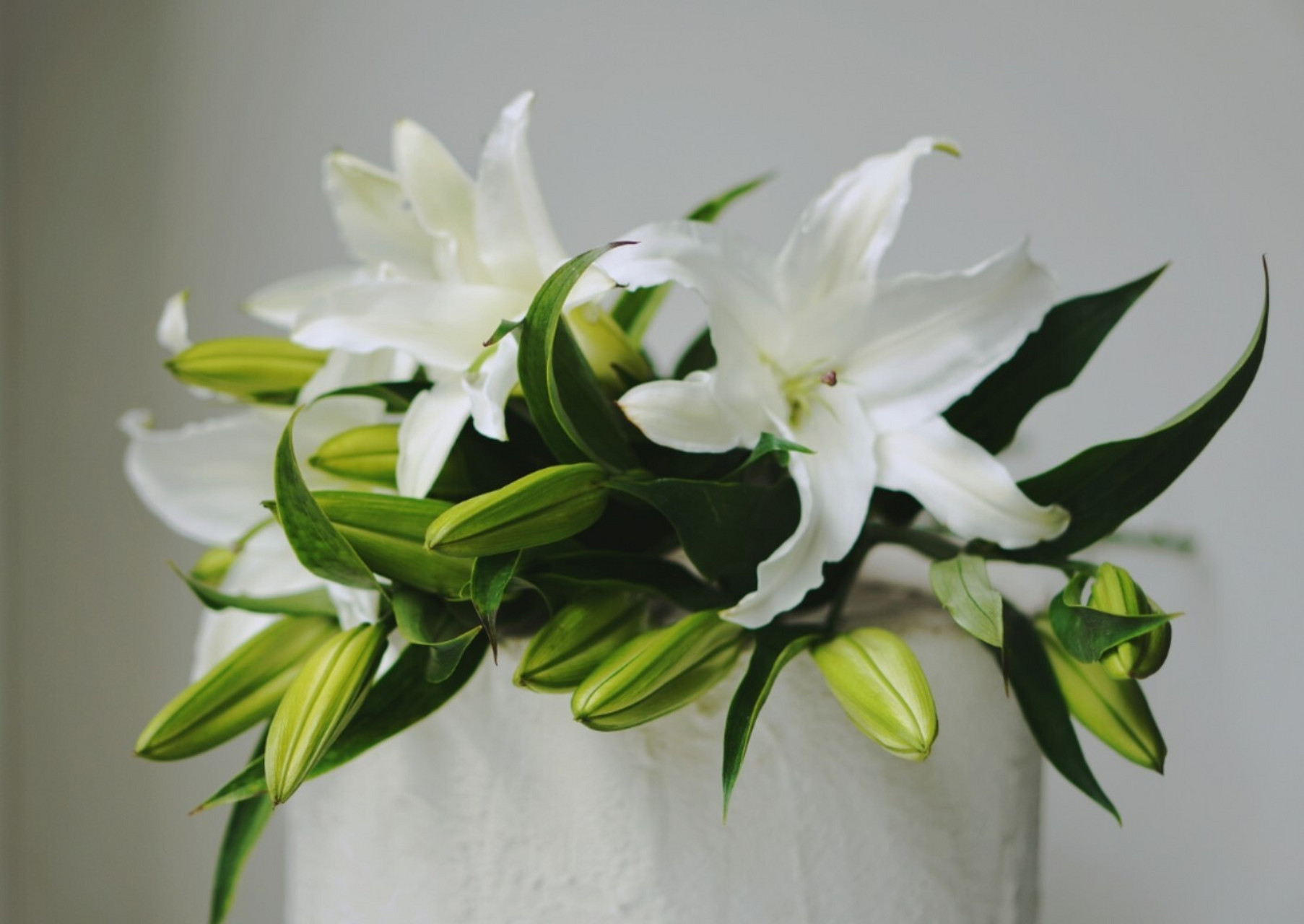 植花物语 |【西伯利亚百合】高雅的云裳仙子 西伯利亚百合原产于荷兰