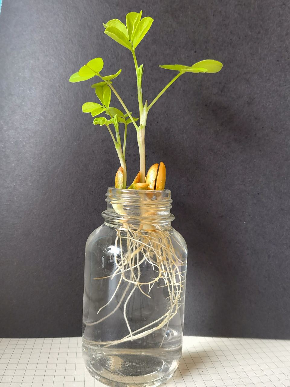 水培花生 | 不花一分90有手就会6015教程 92水培花生小森林