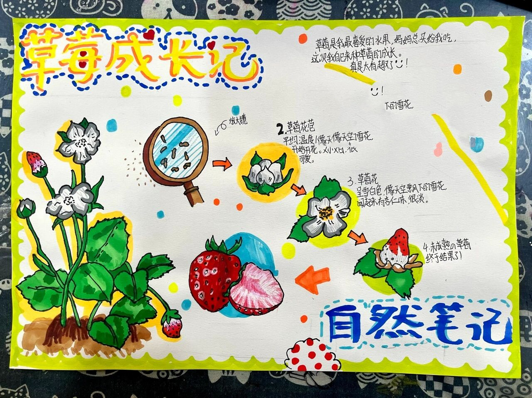 95手抄报|植物说 植物日记 自然笔记