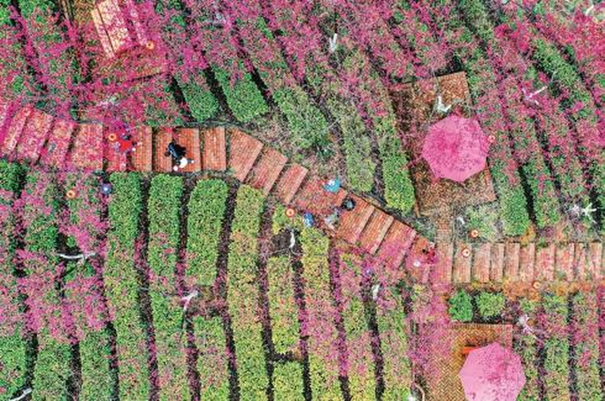 近日,在湖南省郴州市苏仙区高椅岭村樱花园景区,2000多株早樱迎风绽放