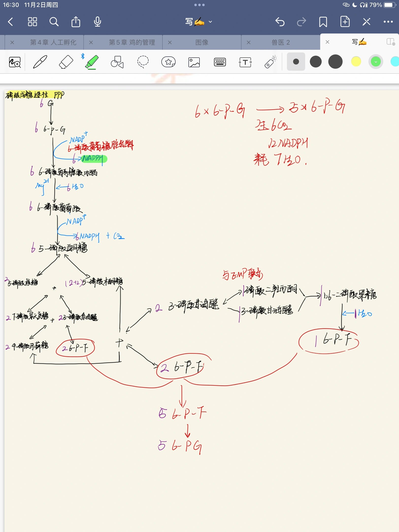 磷酸戊糖途径过程图片