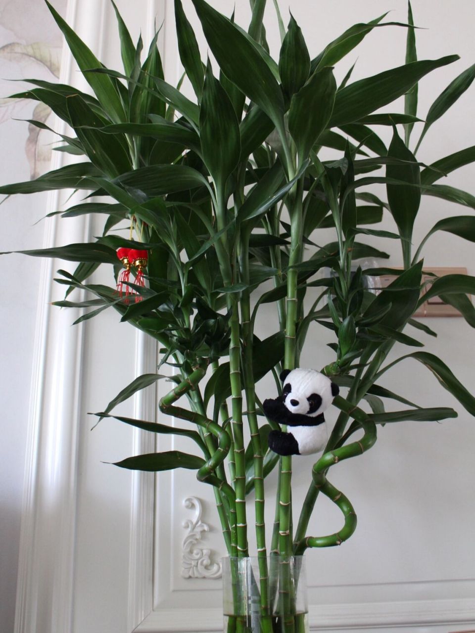 最近发现富贵竹的长势很快!