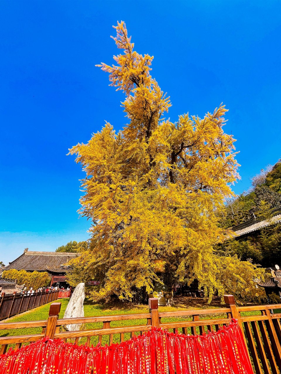 嘉兴能仁寺千年银杏树图片