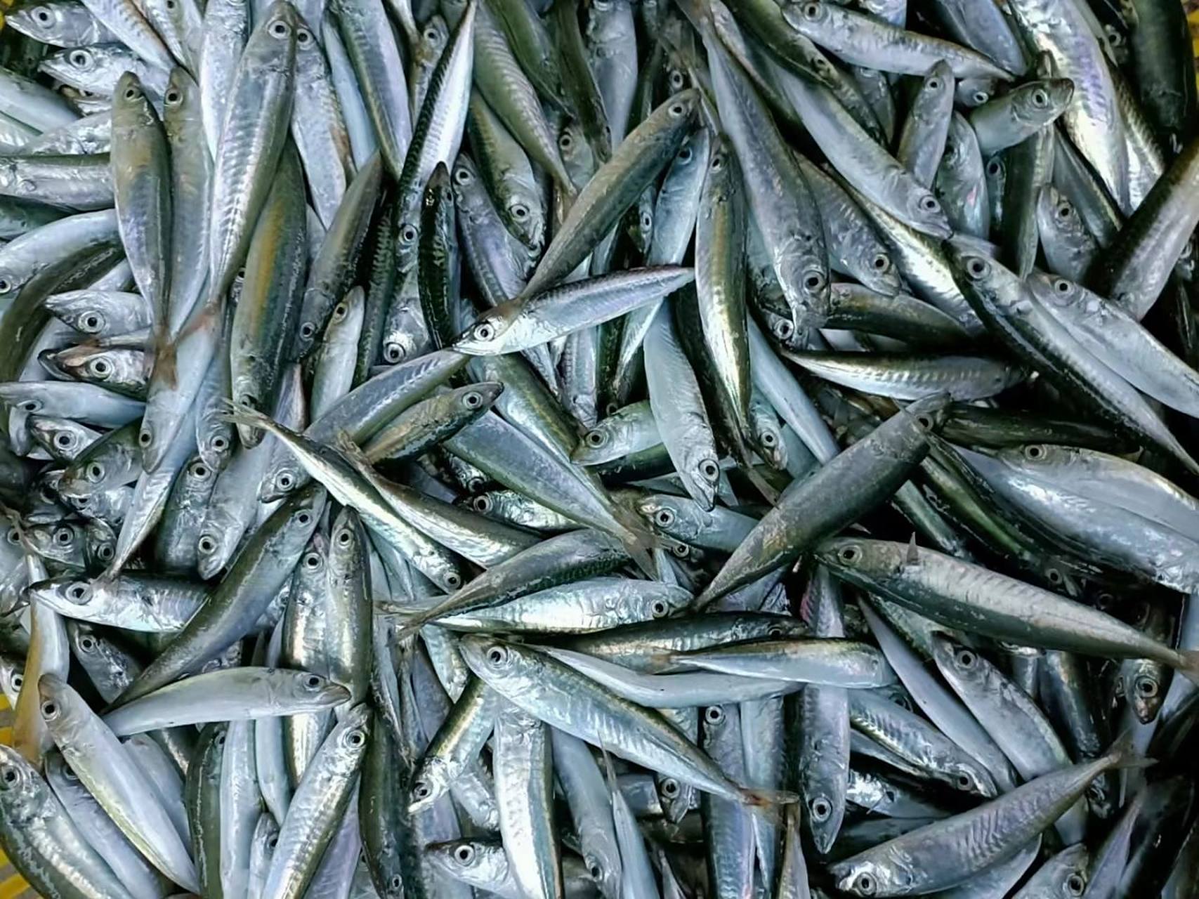 海南本地灯光鱼 灯光鱼季节,卖灯光鱼,不过灯光鱼有三种,一种是花交