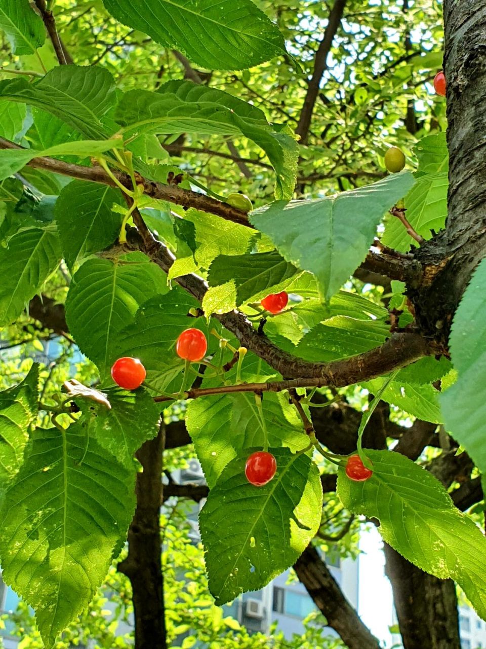 櫻花樹果實 92紅的發亮太好看了!