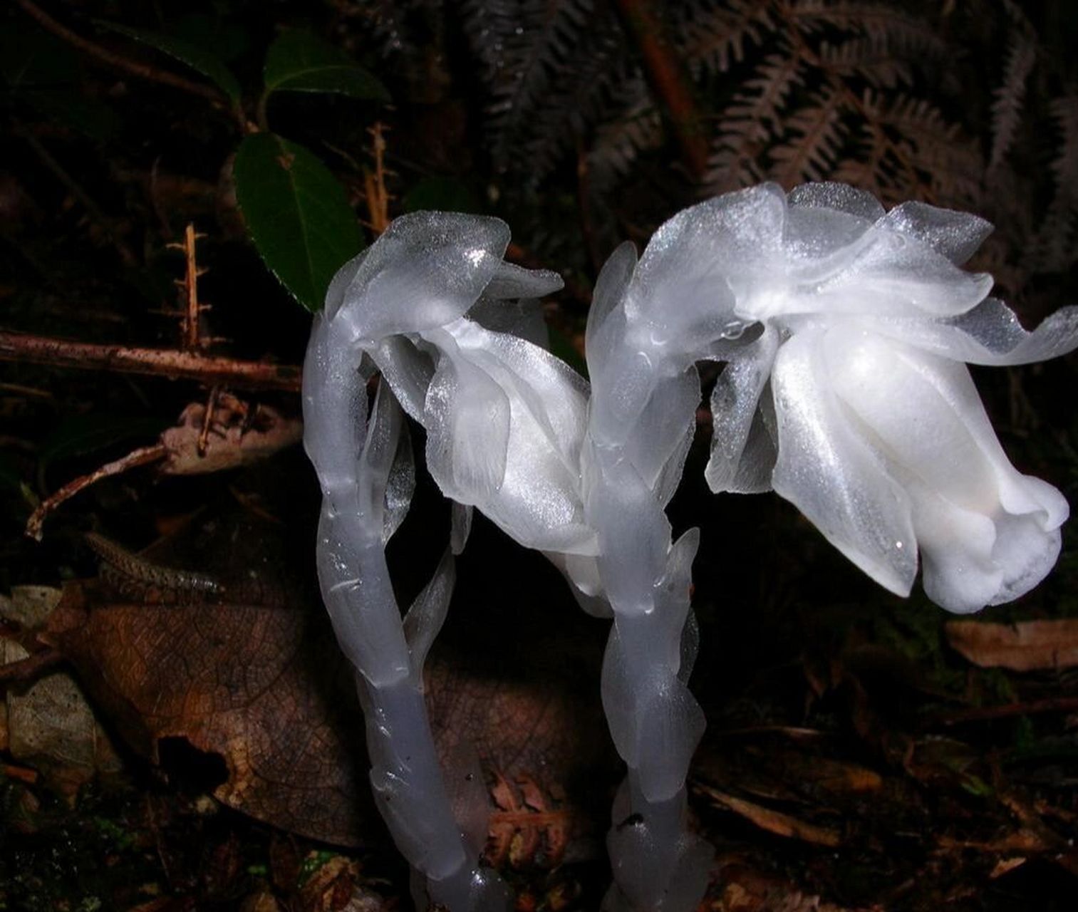水晶兰,别名:梦兰花,水兰草,幽灵草 水晶兰是鹿蹄草科,水晶兰属多年生