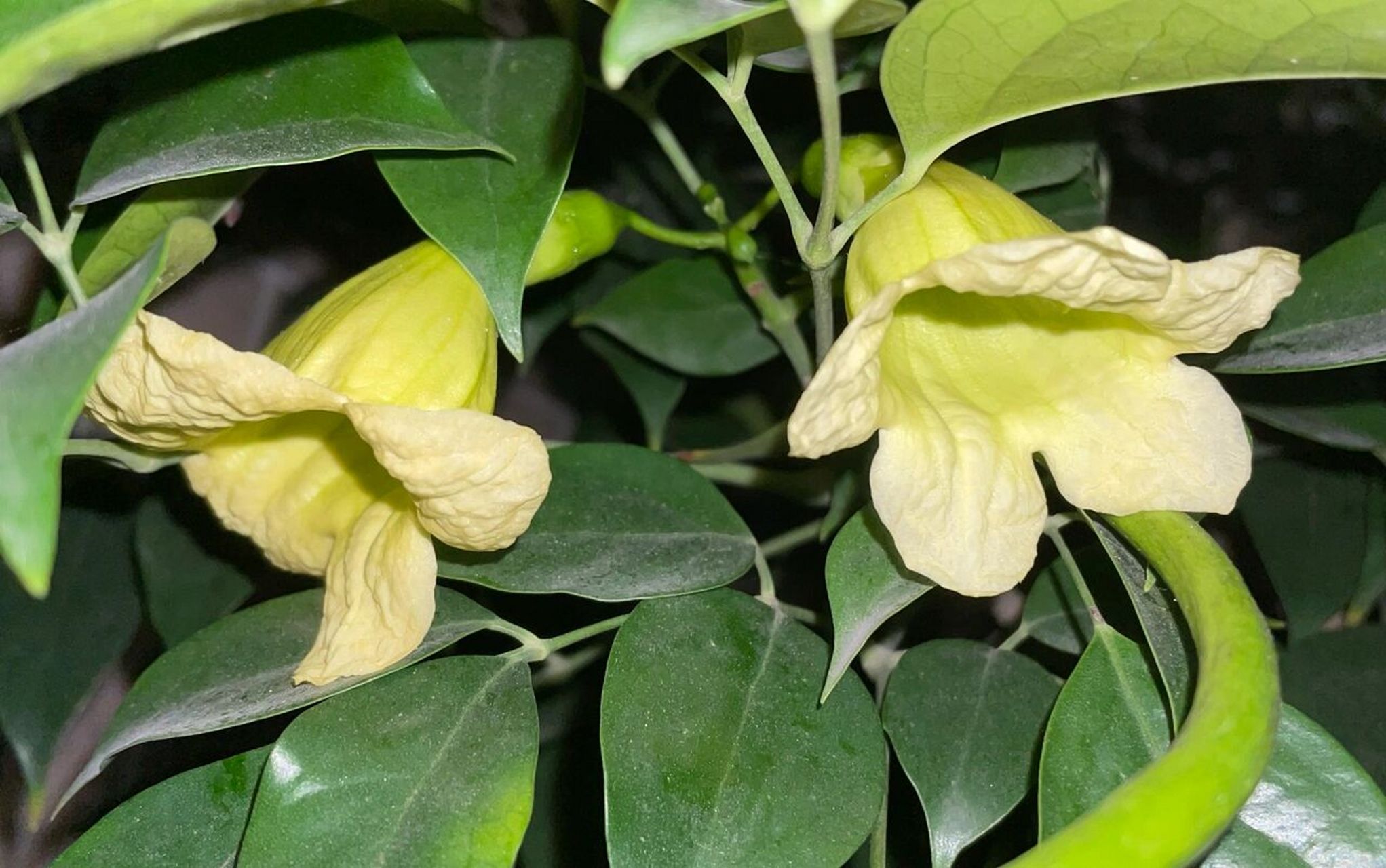 月夜里的海南菜豆树花 海南菜豆树,乔木,木材为优质家具用材