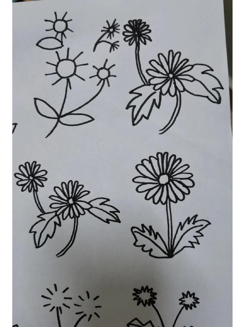 简笔画植物～蒲公英.