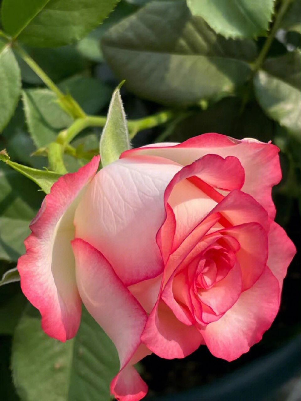 艾莎月季优缺点 月季优缺点 1.