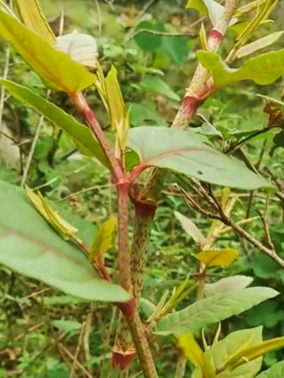 这是儿时吃过的山野零食:酸筒杆,你认识吗 酸筒杆,学名虎杖,别名花