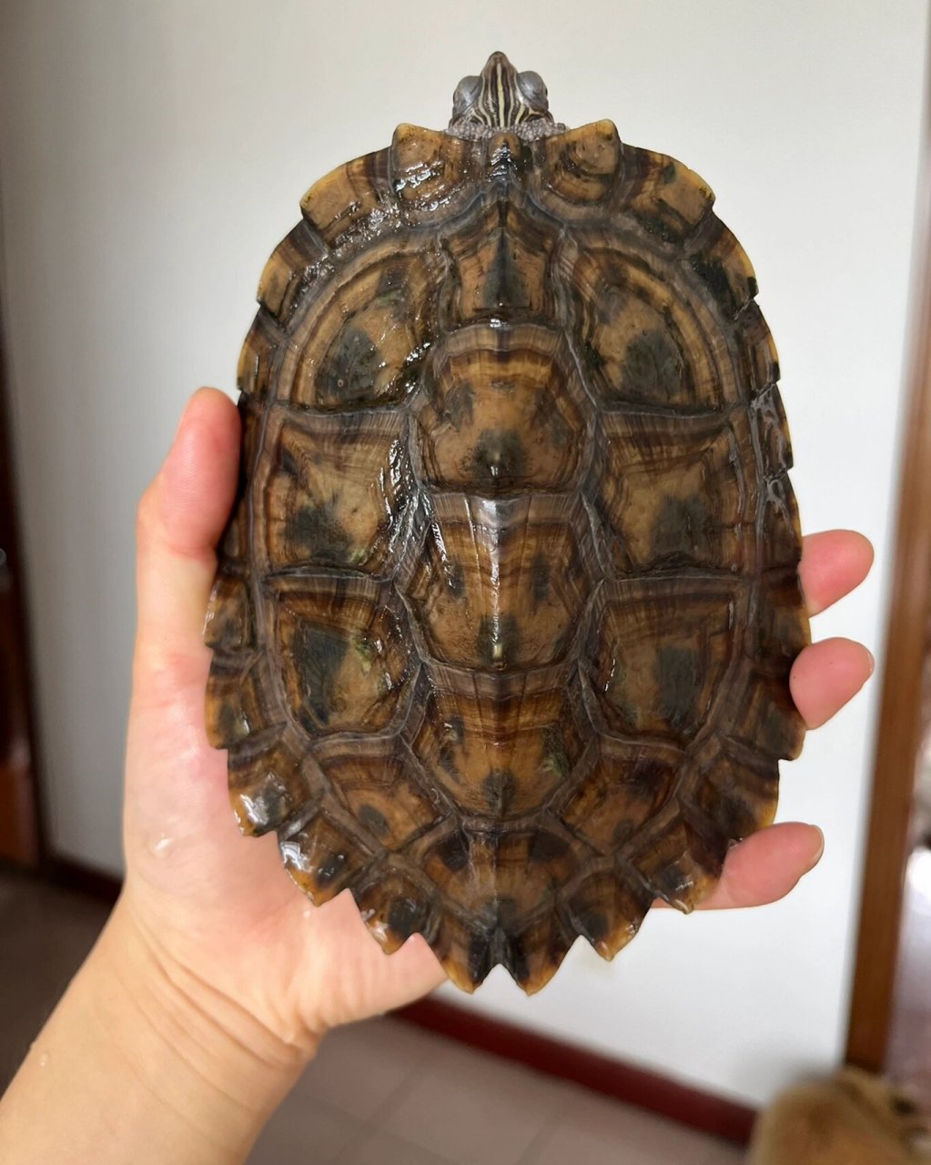 龟龟成长日记 地图龟到底能长多大 相比上个月又大了一圈,是伙食太好