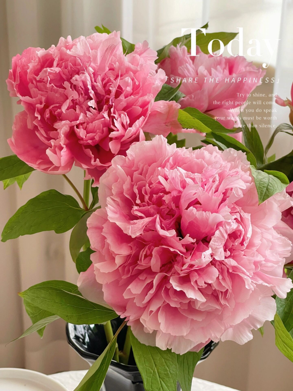 素边掩绝色,亦是牡丹开 | 珊瑚台牡丹 花花印象 珊瑚台牡丹开放度极高