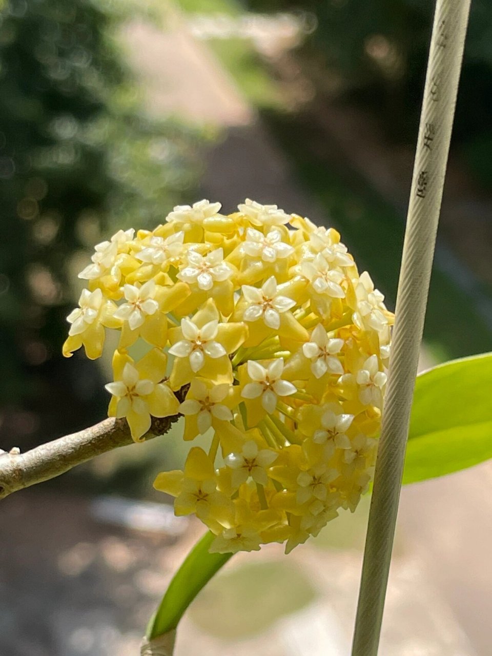 球兰:紫霞仙子越晒越金黄 一个月一次花