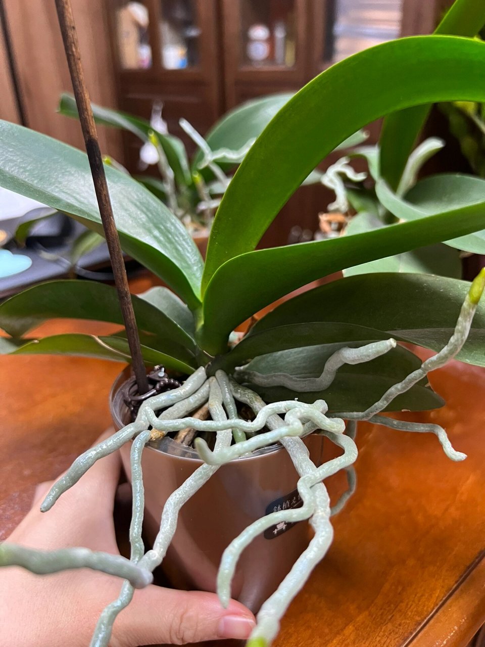 为什么我的蝴蝶兰不长花剑?