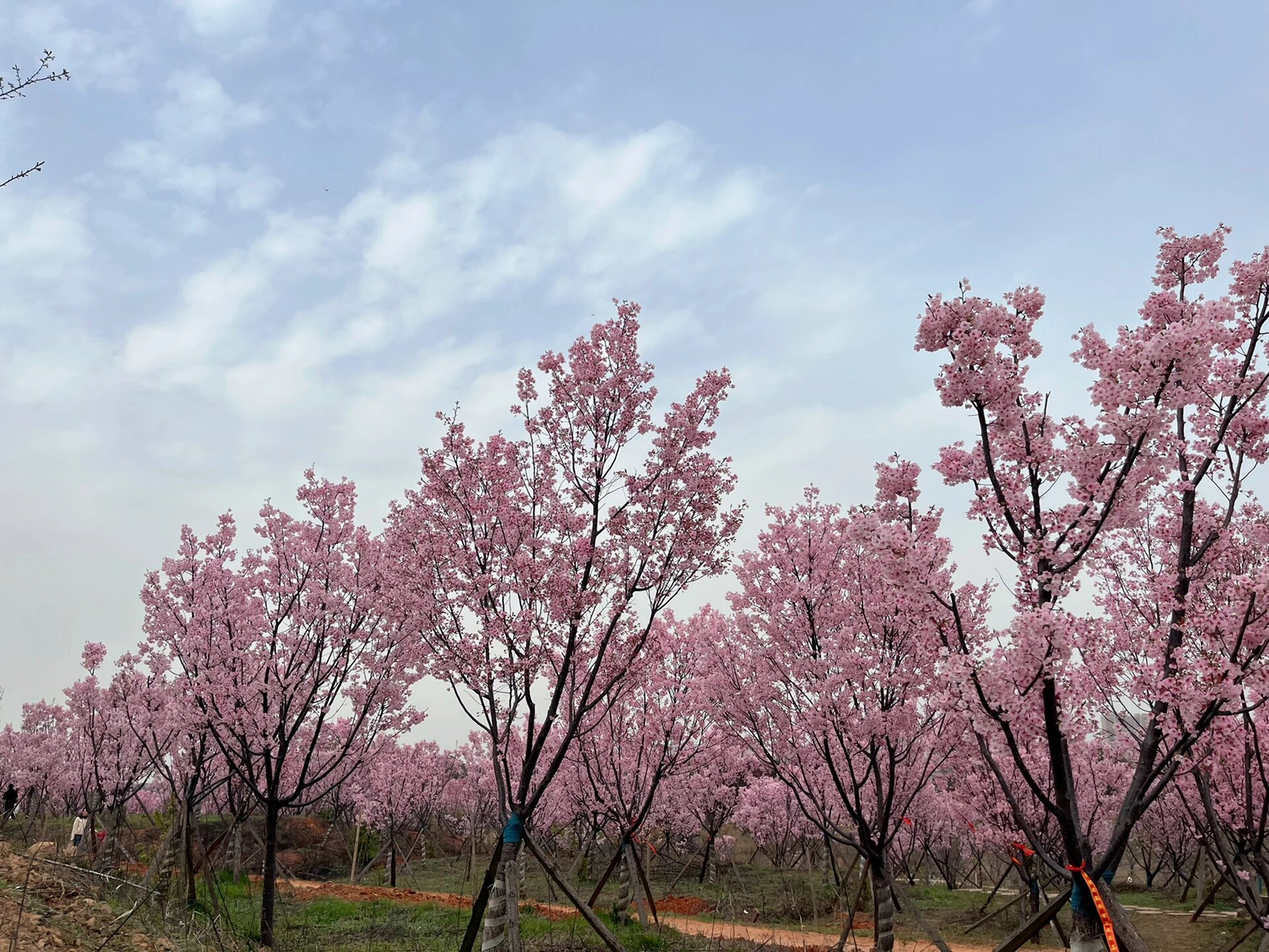 岳阳樱花园图片