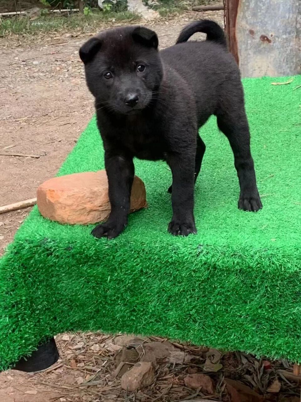 中华田园犬,极品纯黑母,黑狗黑舌,五黑神犬.右挂金钱尾