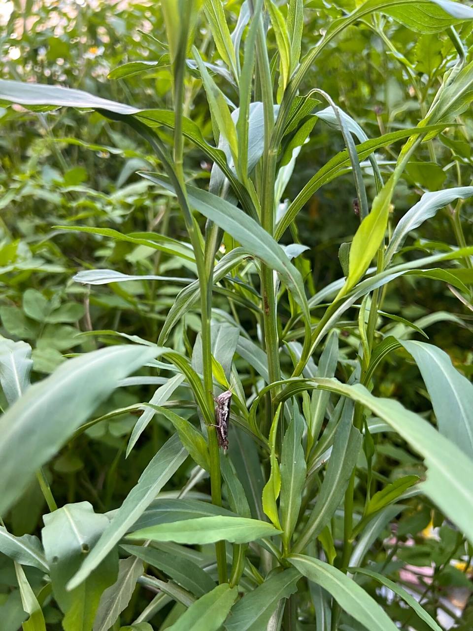 59: 钻叶紫菀  钻叶紫菀(aster subulatus michx.