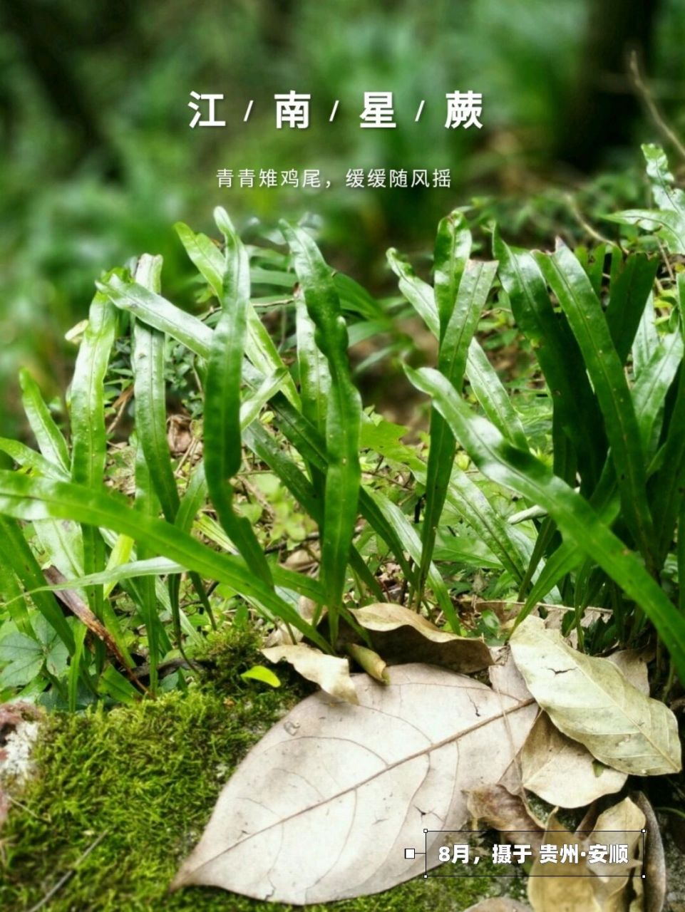 江南星蕨,蕨类植物,水龙骨科,真正穿越时光长河的活化石.