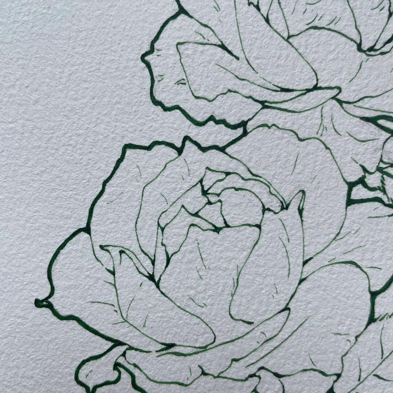 月季线稿～今日混更～ 这次没有上色图,入手了蘸水笔 一点也不适应 刮