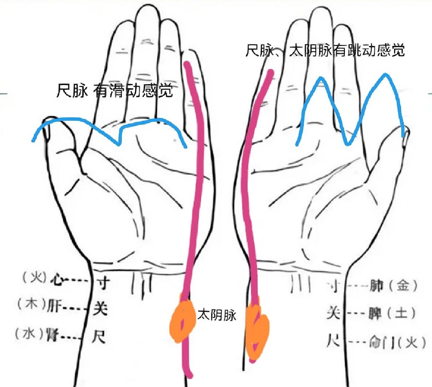 自己学把喜脉98 备注 图中 太阴脉为 少阴脉,少阴脉,少阴脉,打错字