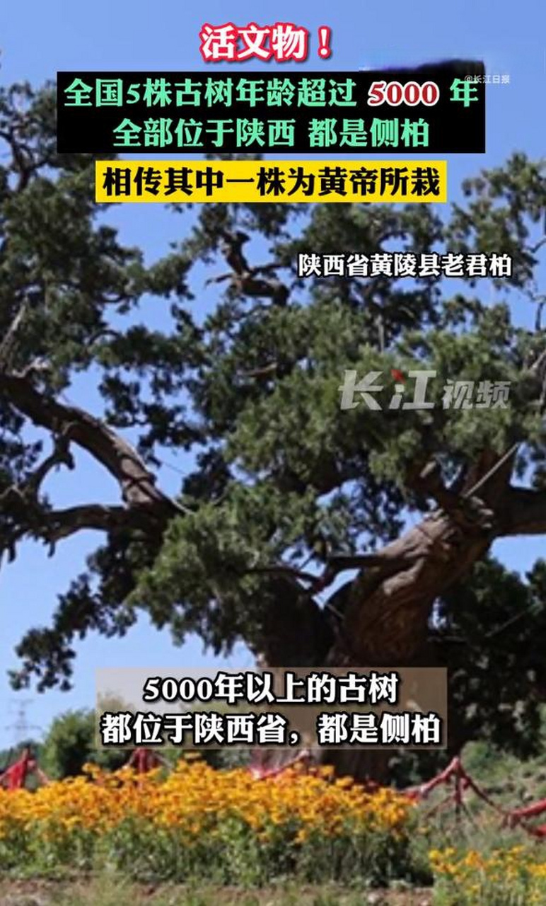 全国仅有5株5000岁古树 【全国仅有的5株5000岁古树都在陕西】近日,第