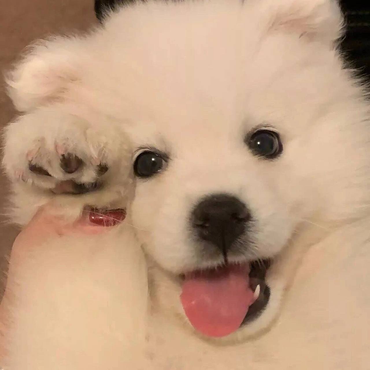 超级好看的动物宠物头像呀!