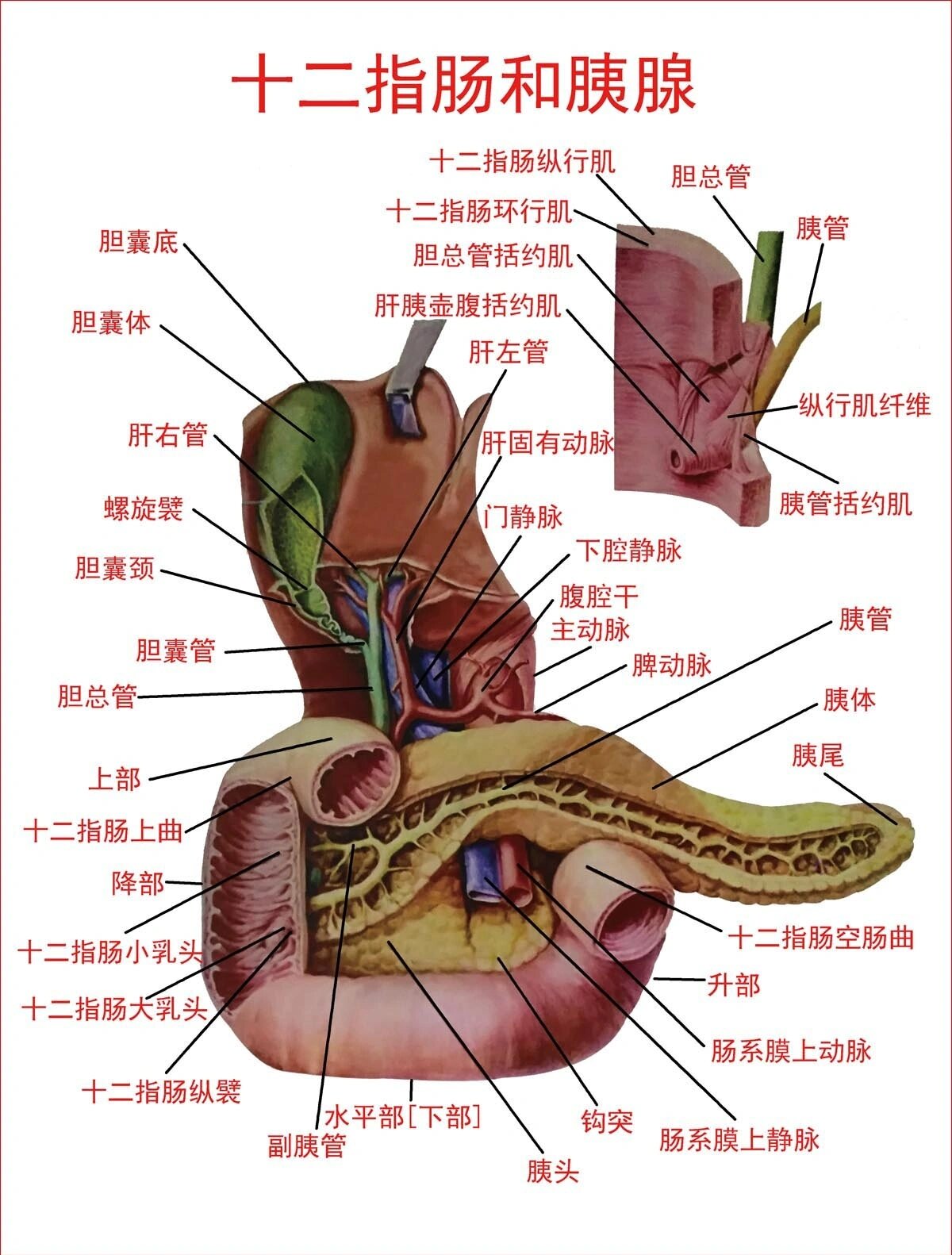 肝胰壶腹位置图片