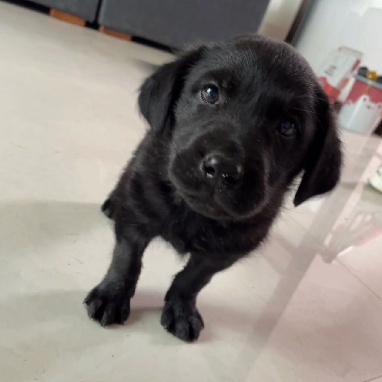 你们的拉布拉多都叫啥名字呀 求名字家里面有只比熊了叫豆豆 黑色的小