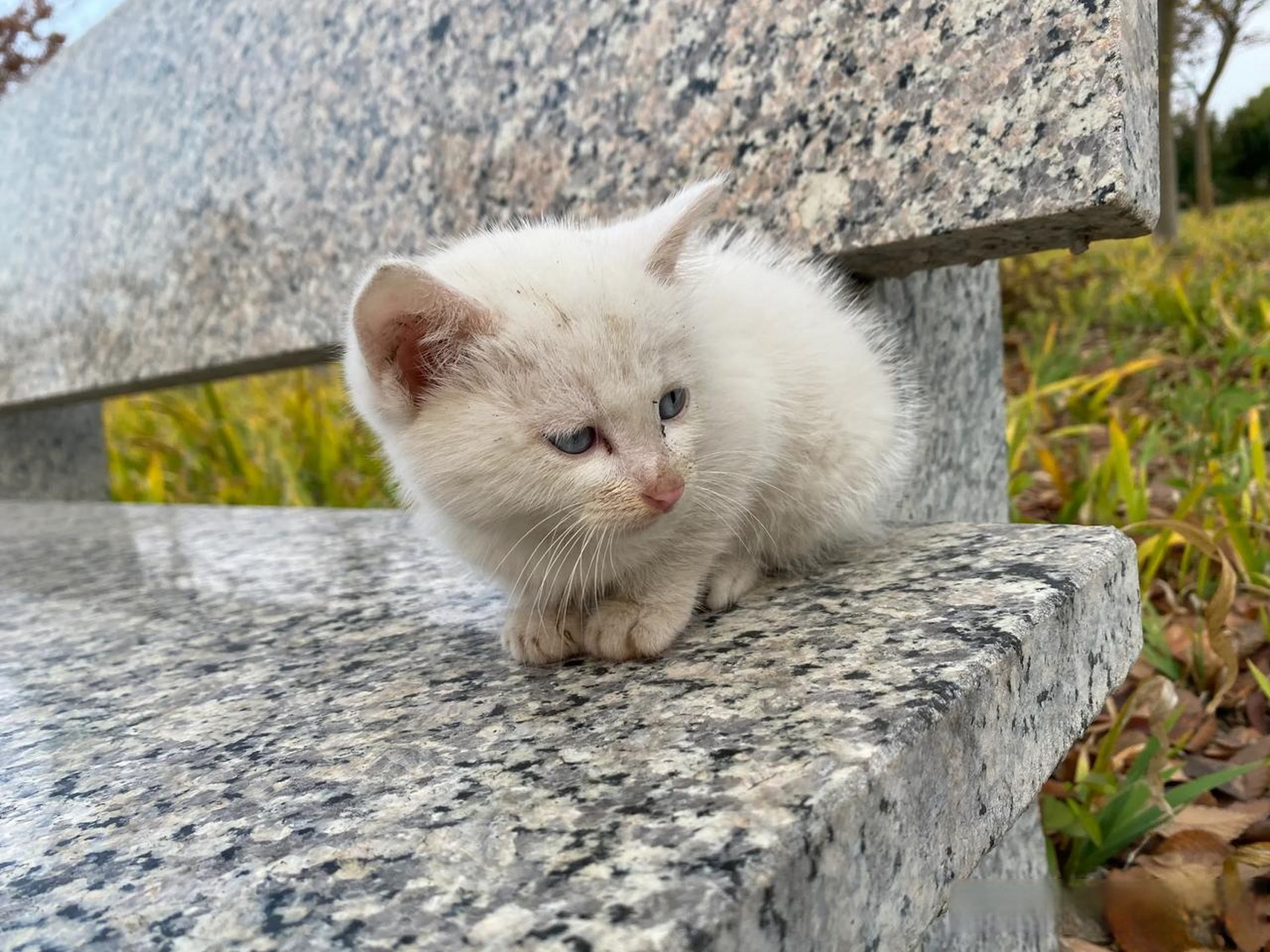 在公园见到这只小流浪猫,蓝眼白猫,好可爱.