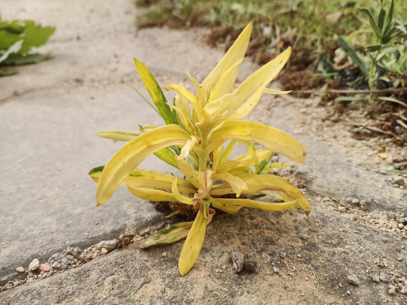 常吃的面条菜都是绿色的,这一棵却变成了一种炫彩的黄色.