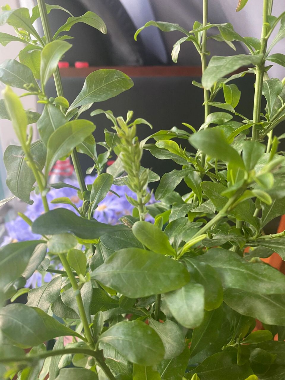 蓝雪花,出了好多花苞,就是不开花,还焦苞!