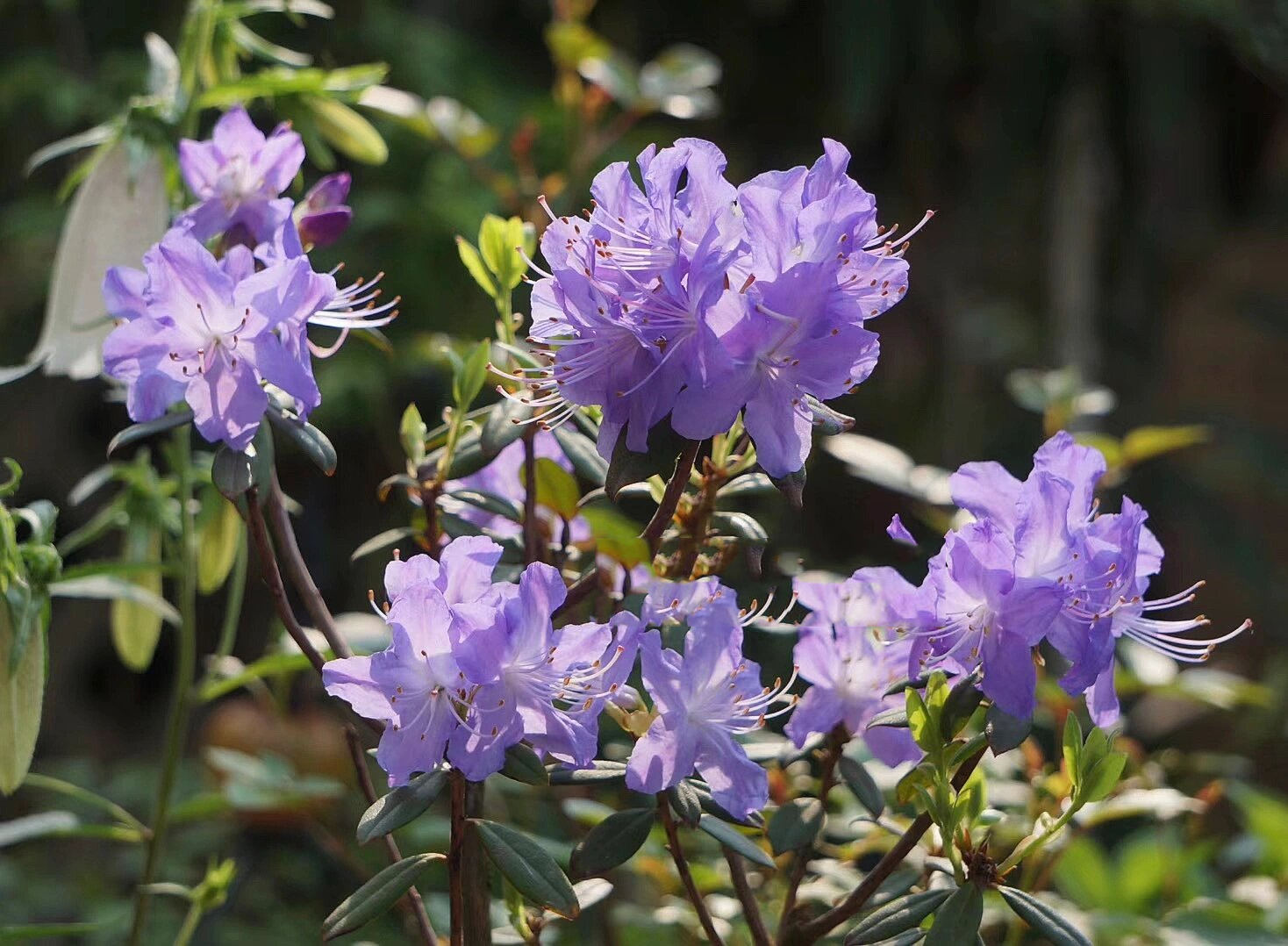 蓝杜鹃"火山湖" 超美的蓝色杜鹃