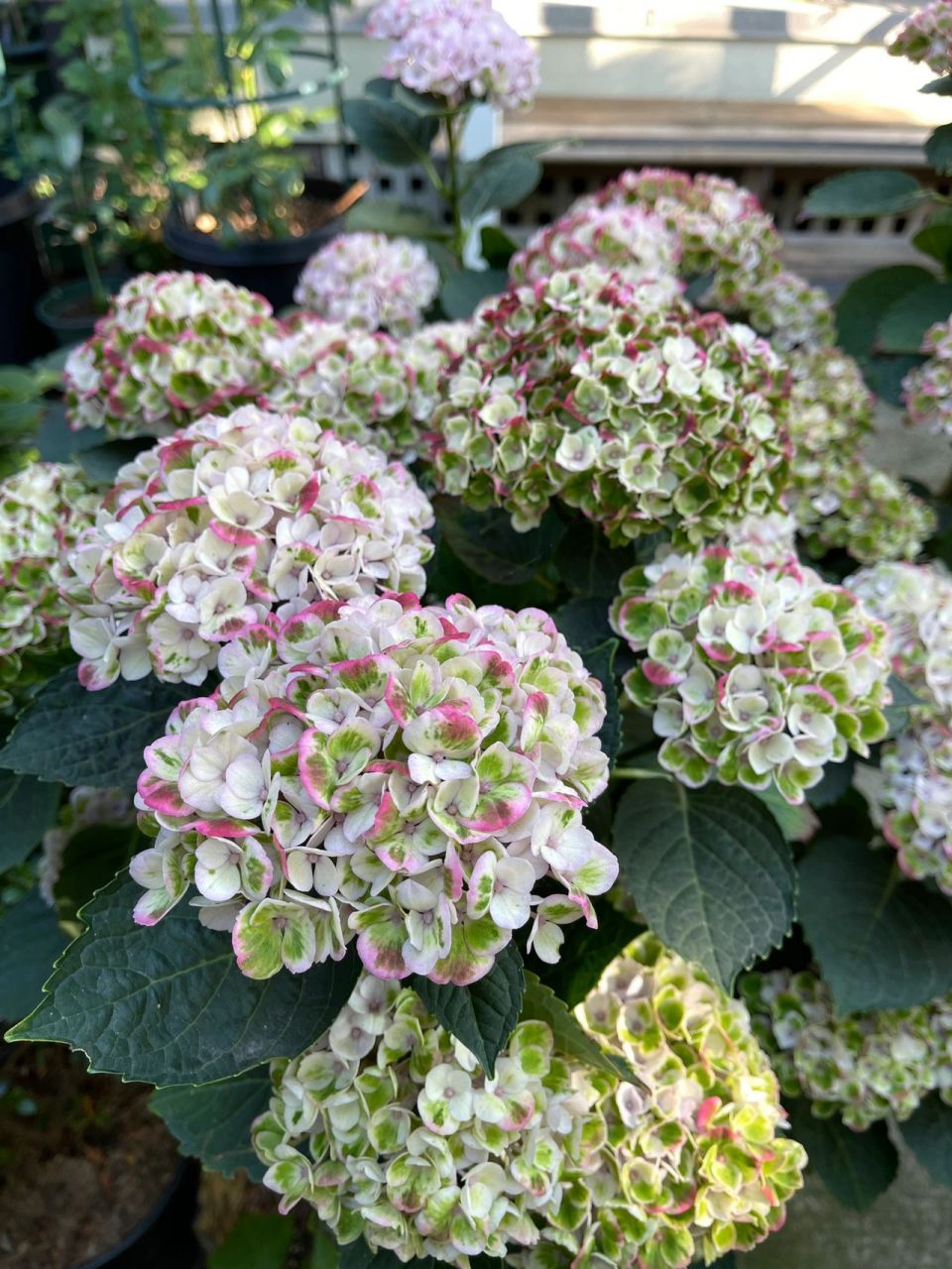 魔幻革命绣球可以不用修剪,来年新老枝都可以继续开花,所以花期观赏