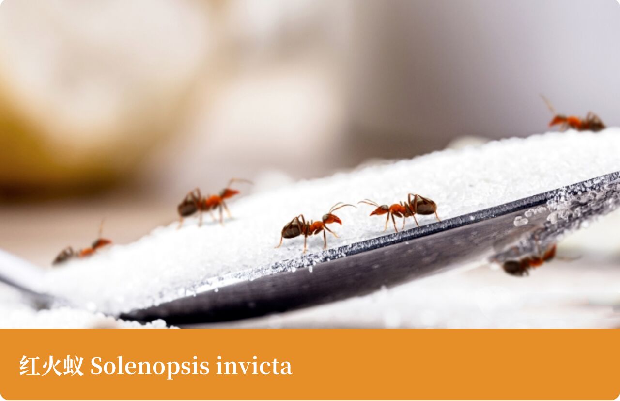 「识虫图鉴」红火蚁 红火蚁 	 学名:红火蚁 科属:蚁科 	 形态特征及